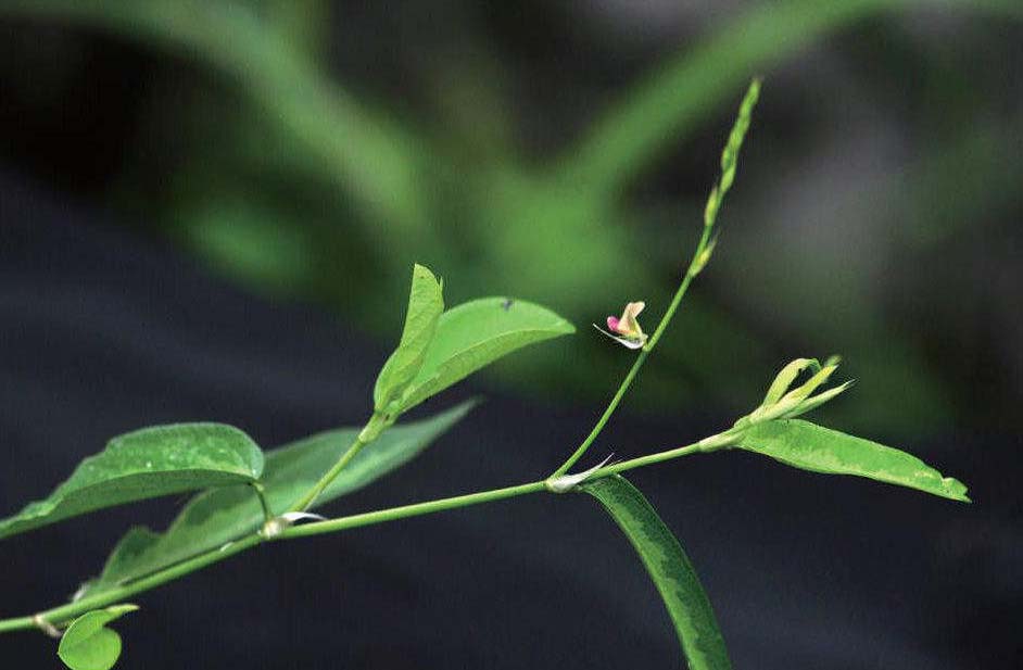 链荚豆